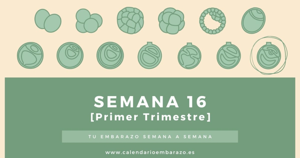 Semana 16 de embarazo