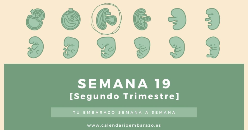 Semana 19 de embarazo