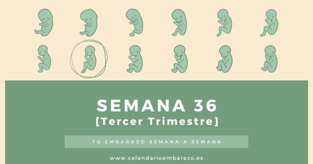 Semana 36 de embarazo