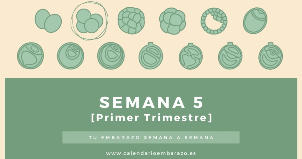 Semana 5 de embarazo