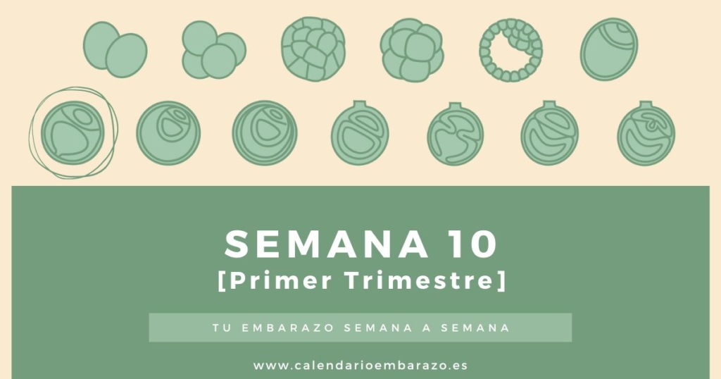 Semana 10 de embarazo