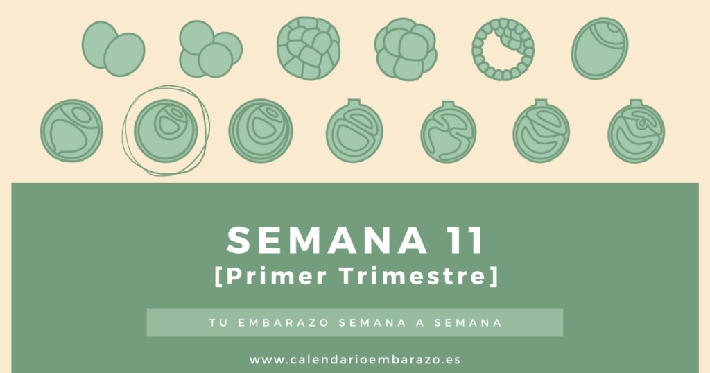 Semana 11 de embarazo