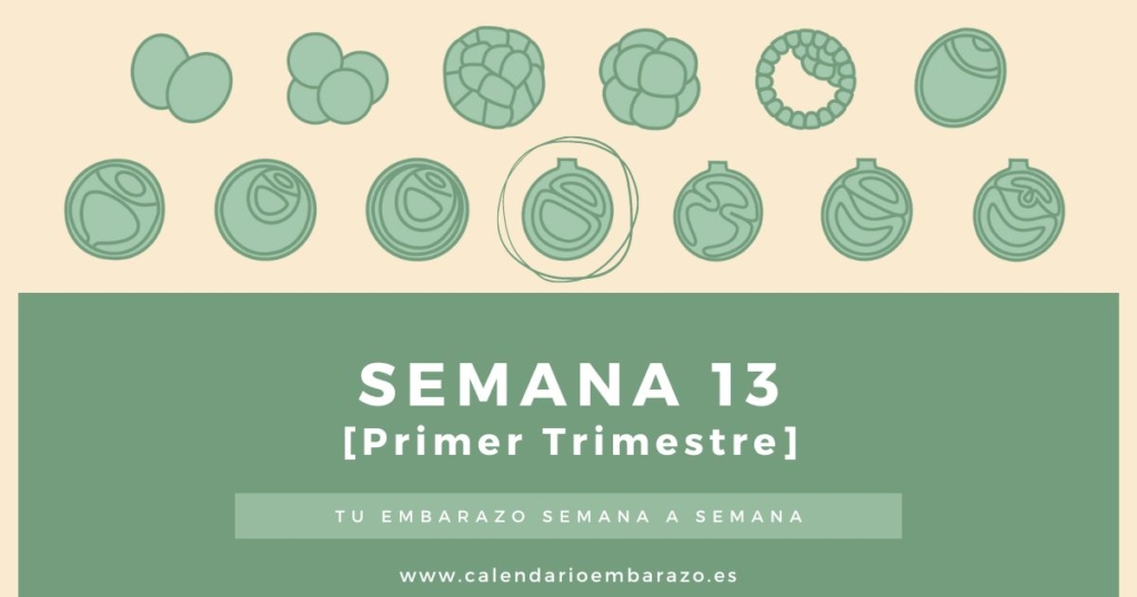 Semana 13 de embarazo