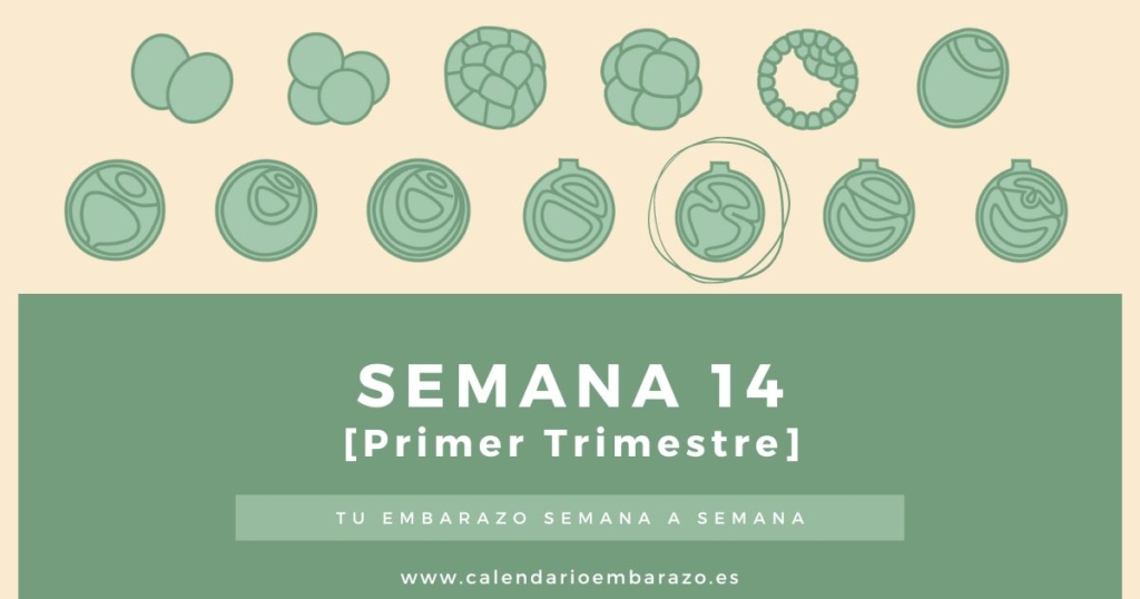 Semana 14 de embarazo