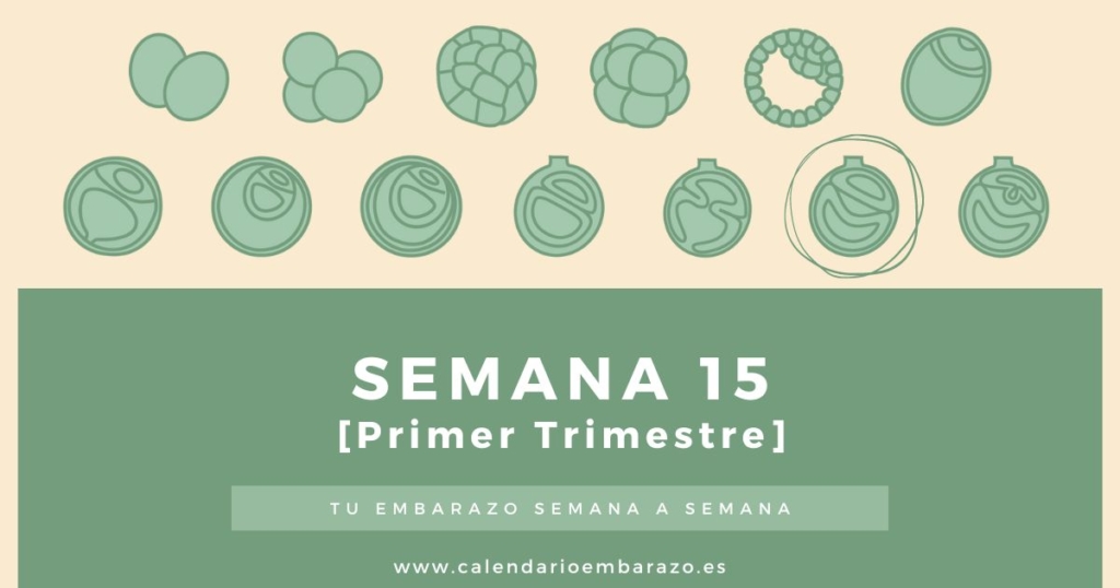 Semana 15 de embarazo