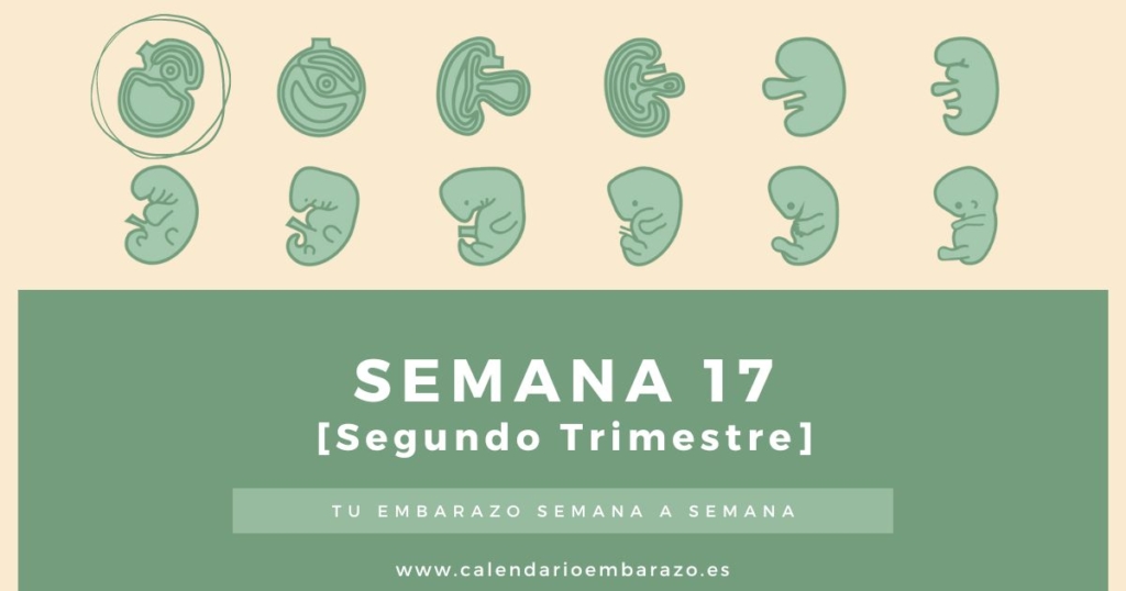 Semana 17 de embarazo