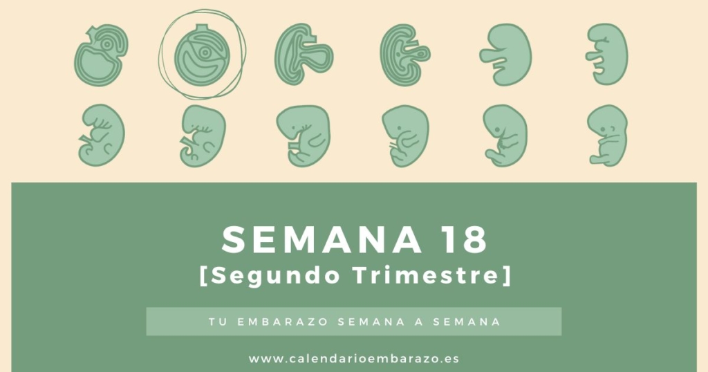 Semana 18 de embarazo