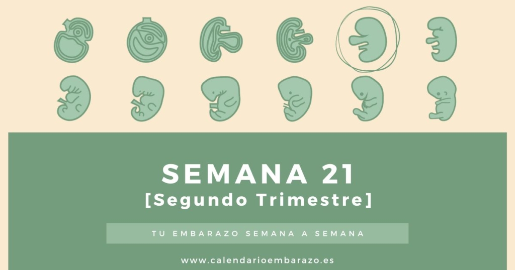 Semana 21 de embarazo