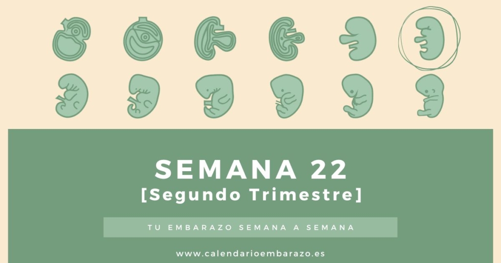 Semana 22 de embarazo