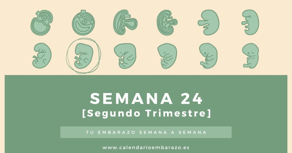 Semana 24 de embarazo