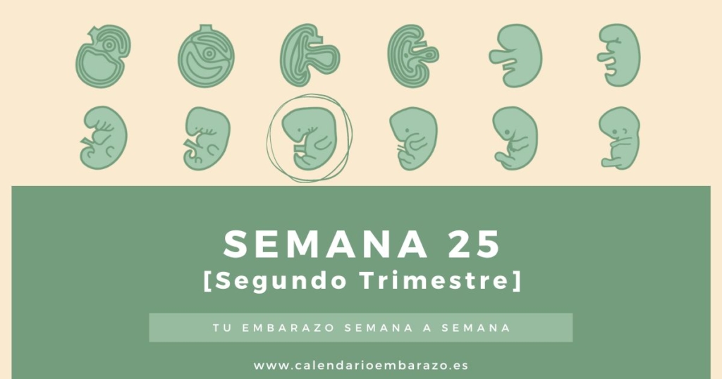 Semana 25 de embarazo