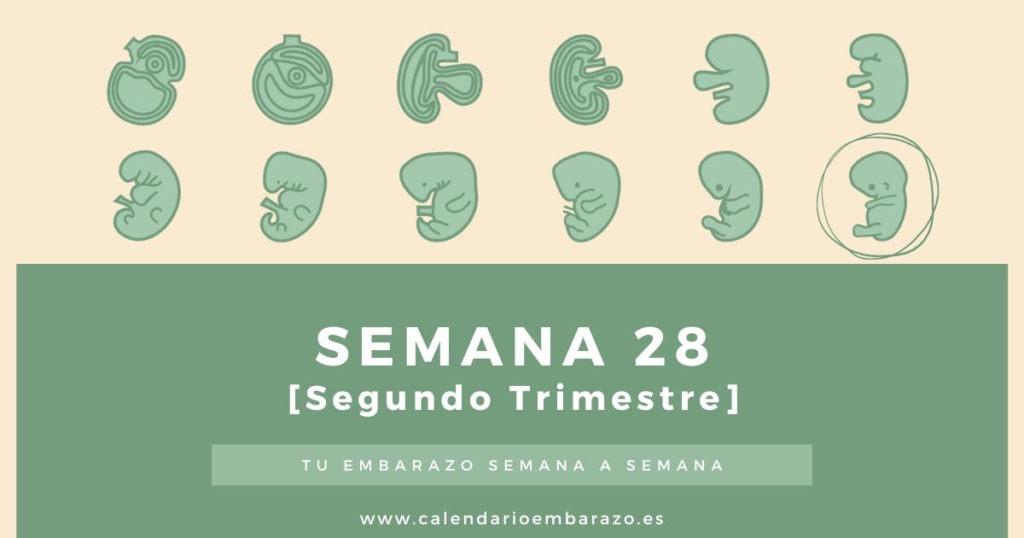 Semana 28 de embarazo