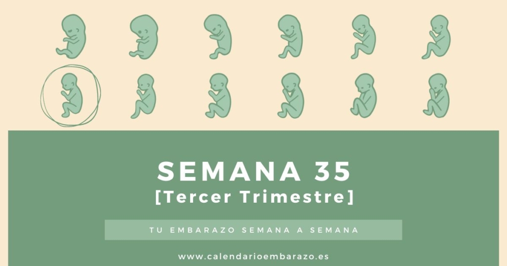 Semana 35 de embarazo