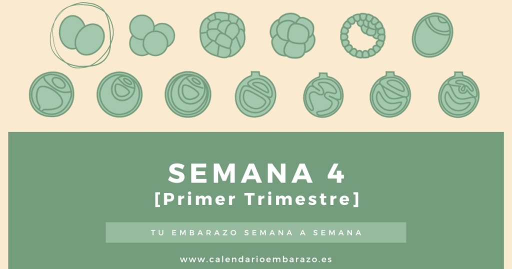 Semana 4 de embarazo