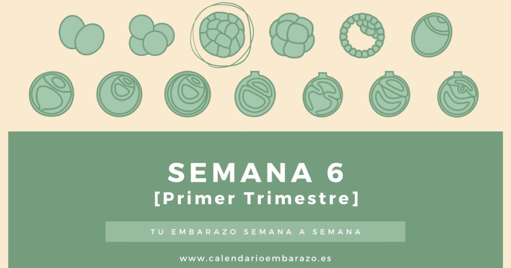 Semana 6 de embarazo