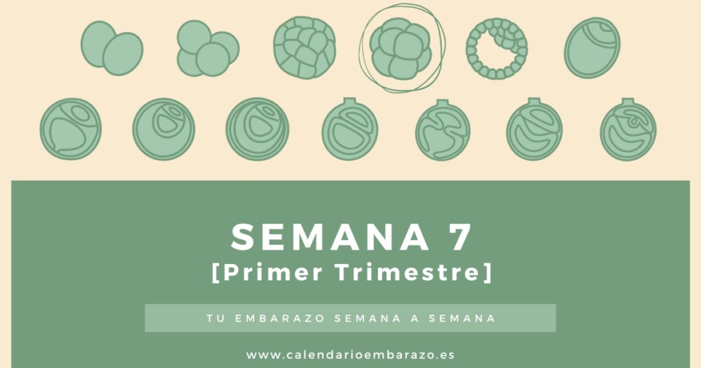 Semana 7 de embarazo