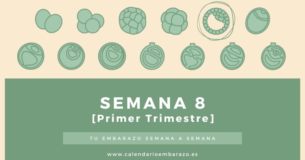 Semana 8 de embarazo