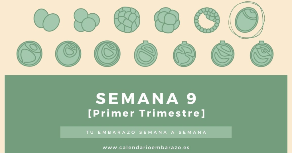 Semana 9 de embarazo